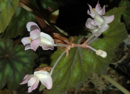 B. truncatiloba